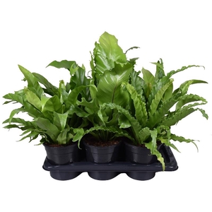 Asplenium overig gemengd mi17