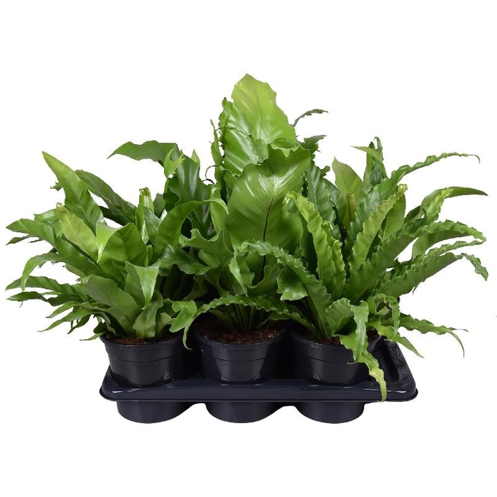 <h4>Asplenium overig gemengd mi17</h4>