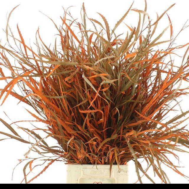 <h4>DECORGROEN KLB BS H%</h4>