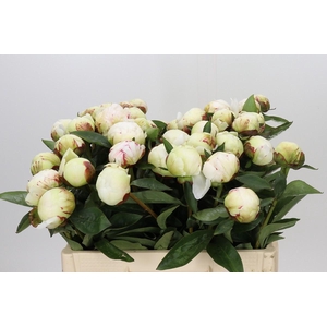 Paeonia Elsa Sass