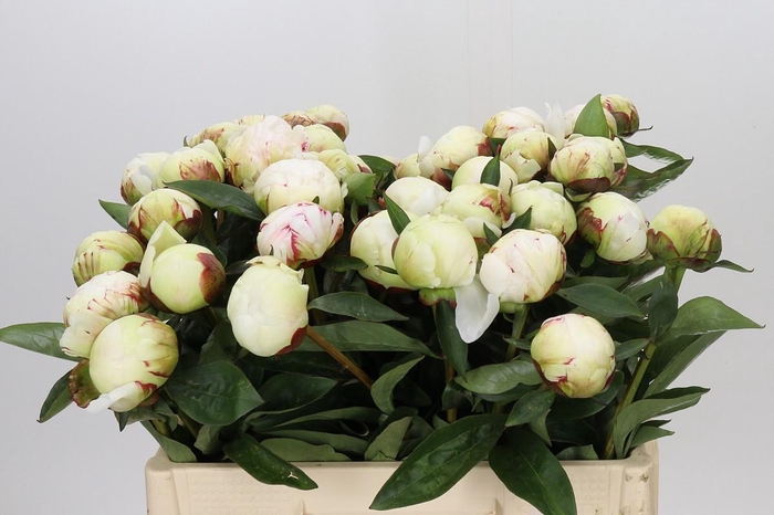 <h4>Paeonia Elsa Sass</h4>