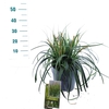 Carex Ribbon Falls