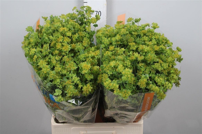 <h4>Bupleurum Griffithii</h4>