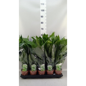 Spathiphyllum  'Diamond'
