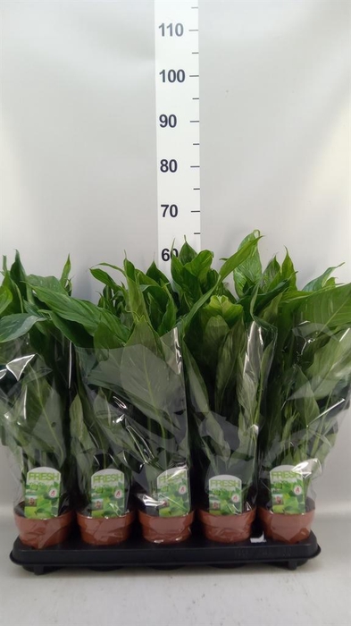 <h4>Spathiphyllum  'Diamond'</h4>