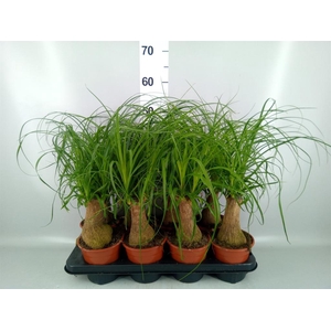 Beaucarnea recurvata