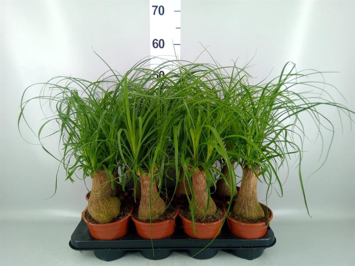 <h4>Beaucarnea recurvata</h4>