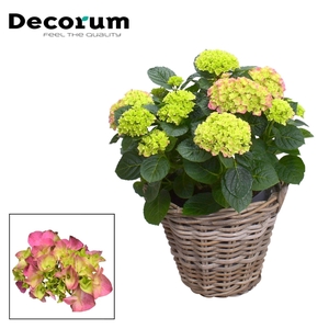 Hydrangea Bol Pink 10 - 15 kop in Rattan mand (Decorum)