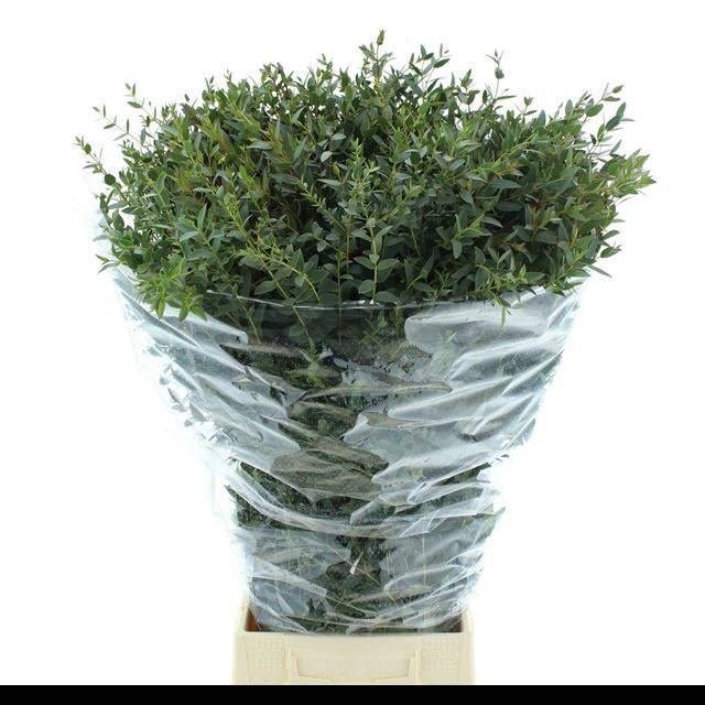 <h4>EUC PARVIFOLIA P BS</h4>