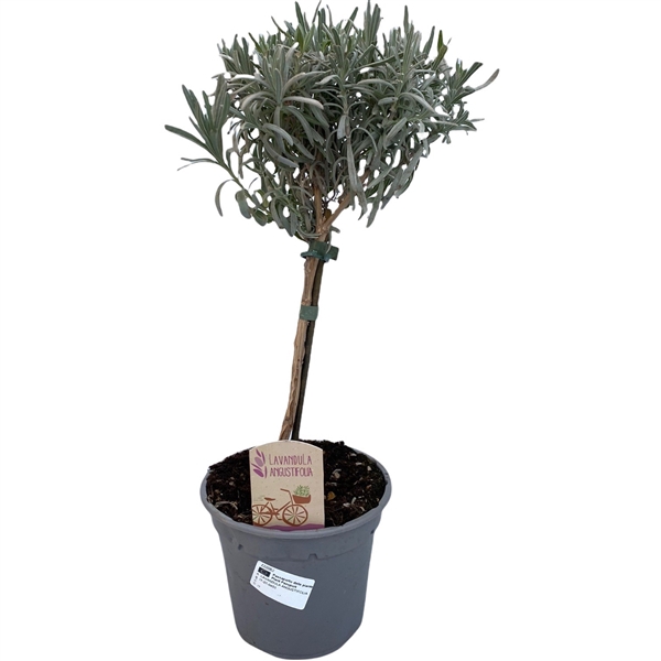 <h4>Lavandula angustifolia stam</h4>