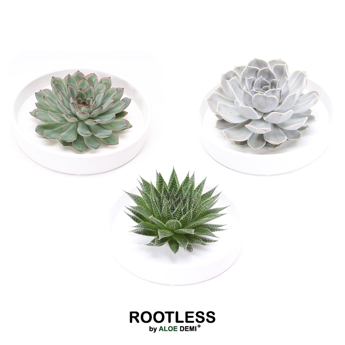<h4>ROOTLESS Succulent, Tapir bowl</h4>