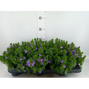 Scaevola aemula 'Blue Touch'