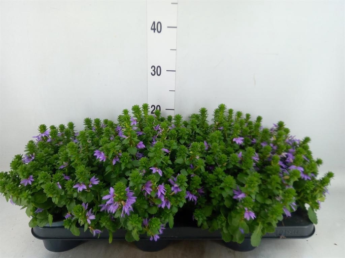 <h4>Scaevola aemula 'Blue Touch'</h4>
