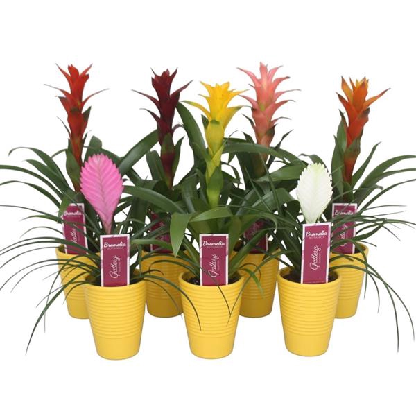 <h4>Bromelia gemengd in geel ribbel keramiek</h4>