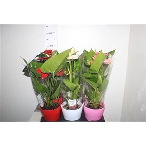 Anthu An Gem 3 Kl 4+ Ceramic