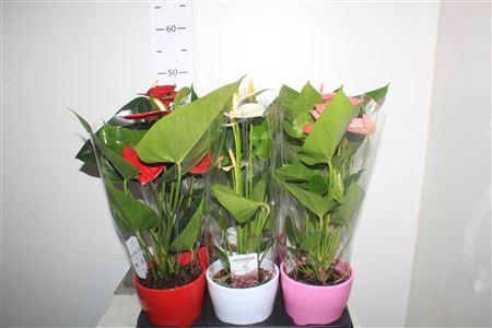 <h4>Anthu An Gem 3 Kl 4+ Ceramic</h4>