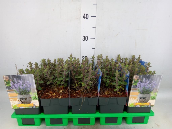 <h4>Nepeta faassenii</h4>