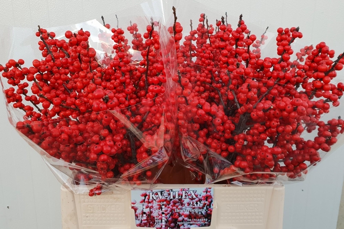 <h4>ILEX VE RODE BES</h4>