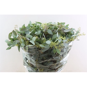 Euca Populus Berry 300gr P Bunch