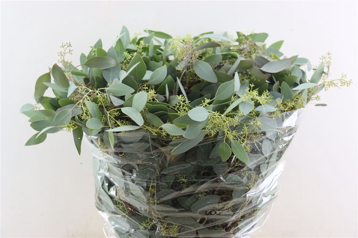 <h4>Euca Populus Berry 300gr P Bunch</h4>