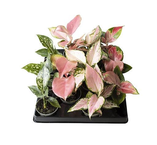 <h4>Aglaonema   ...</h4>