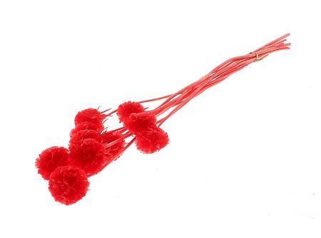 <h4>Pres Scabiosa 10pc Red Bunch Slv</h4>