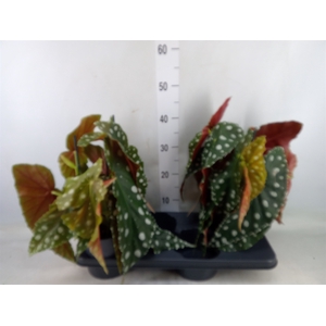 Begonia maculata