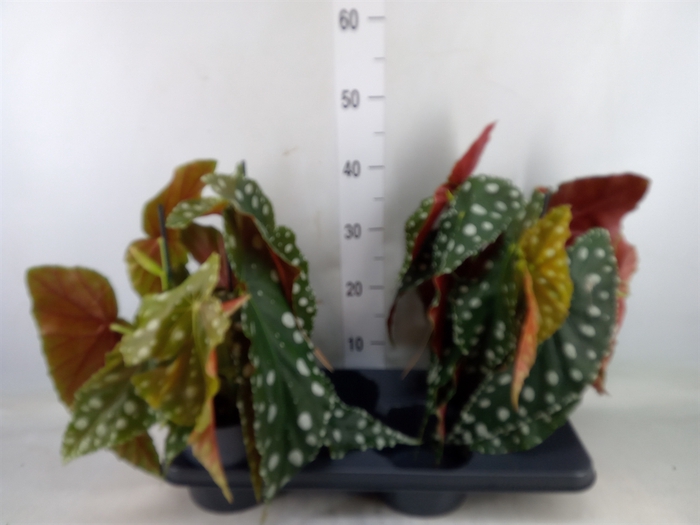 <h4>Begonia maculata</h4>