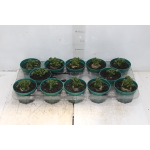 ALBUCA SPIRALIS P11 SEM FLOR