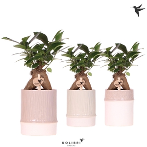 Kolibri Greens Ficus Ginseng Retusa in Bamboo pot mix
