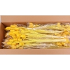 DF Dipsacus Yellow Bs 130g