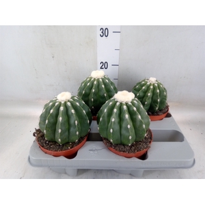 Cactus   ...