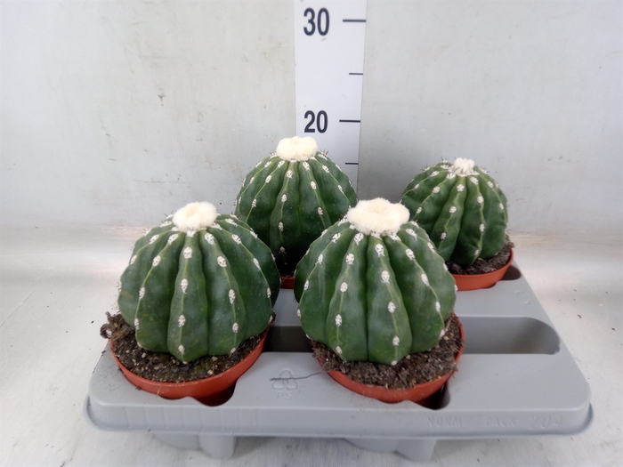 <h4>Cactus   ...</h4>