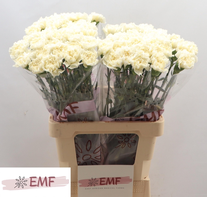 <h4>DI ST WHITE LIBERTY</h4>