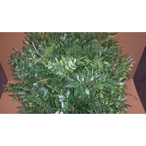 PISTACIA 50 CM
