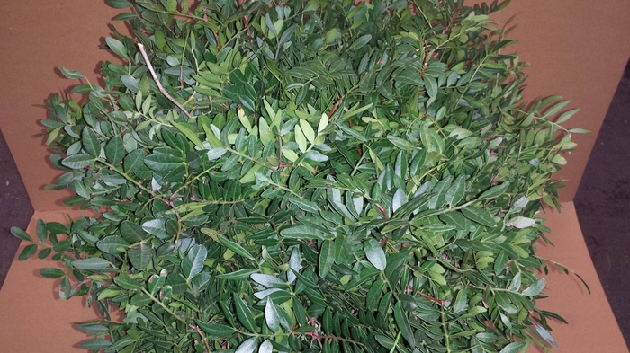<h4>PISTACIA 50 CM</h4>
