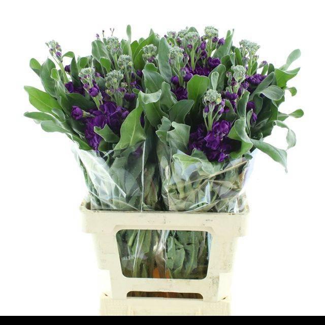 <h4>MATTH IRON PURPLE</h4>