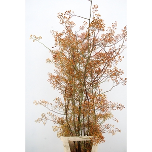 ROSA MAG GOLD 150CM