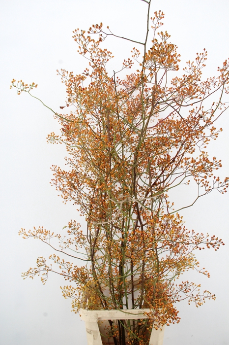<h4>ROSA MAG GOLD 150CM</h4>