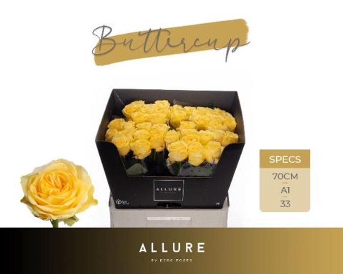 <h4>ROSA GR 'BUTTERCUP'</h4>