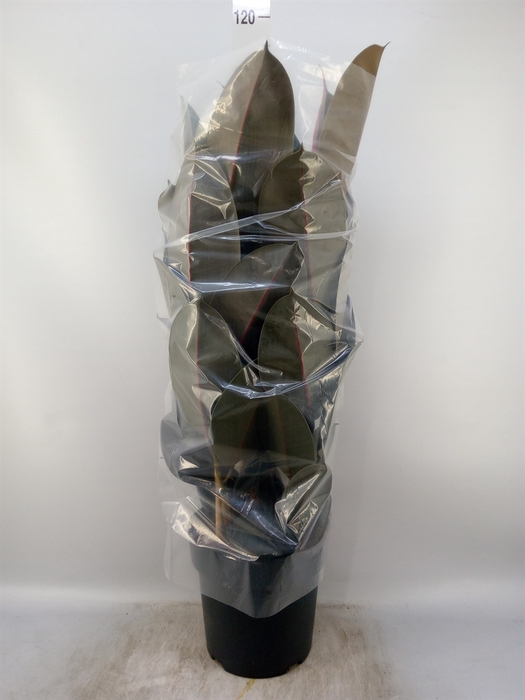 <h4>Ficus elastica   ...</h4>