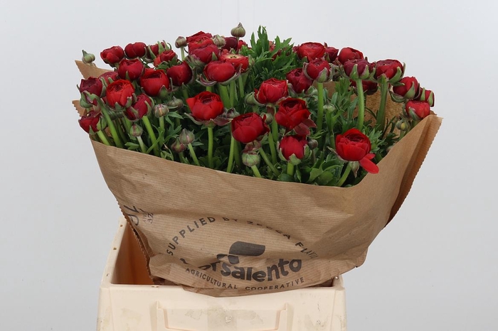 <h4>Ran Elegance Red</h4>