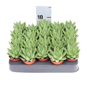 Echeveria   ...