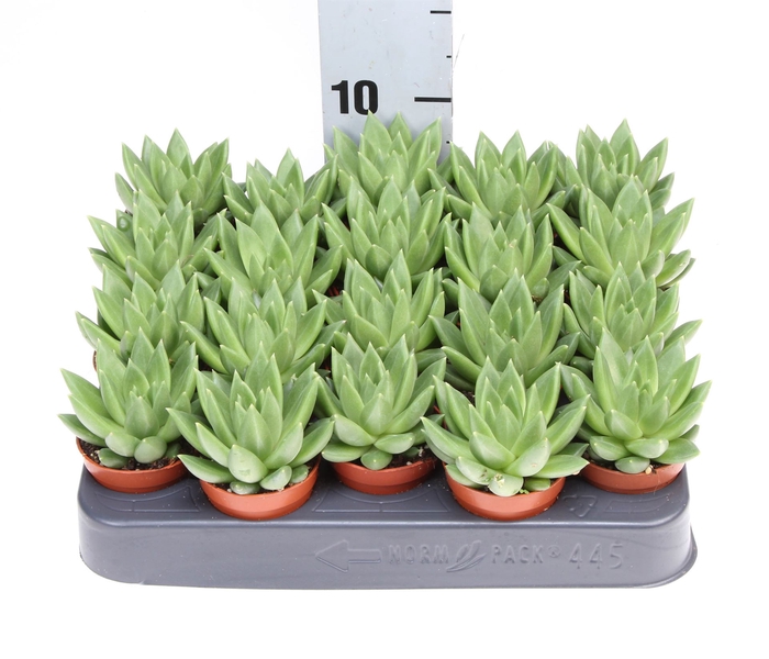 <h4>Echeveria   ...</h4>