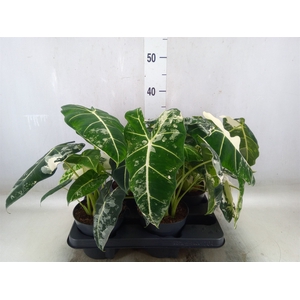 Alocasia   ...
