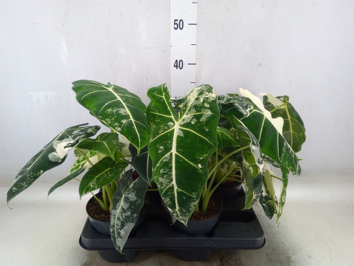 <h4>Alocasia   ...</h4>
