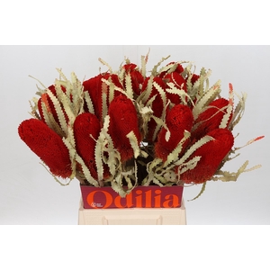 Banksia Prionote Rosso Asciutto