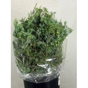 JENEVERBES 400GR