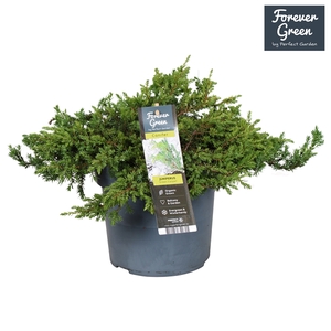 Juniperus communis 'Green Carpet' P19