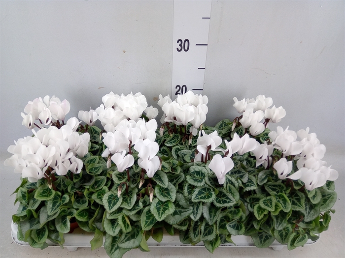 <h4>Cyclamen KL 'Picasso'</h4>